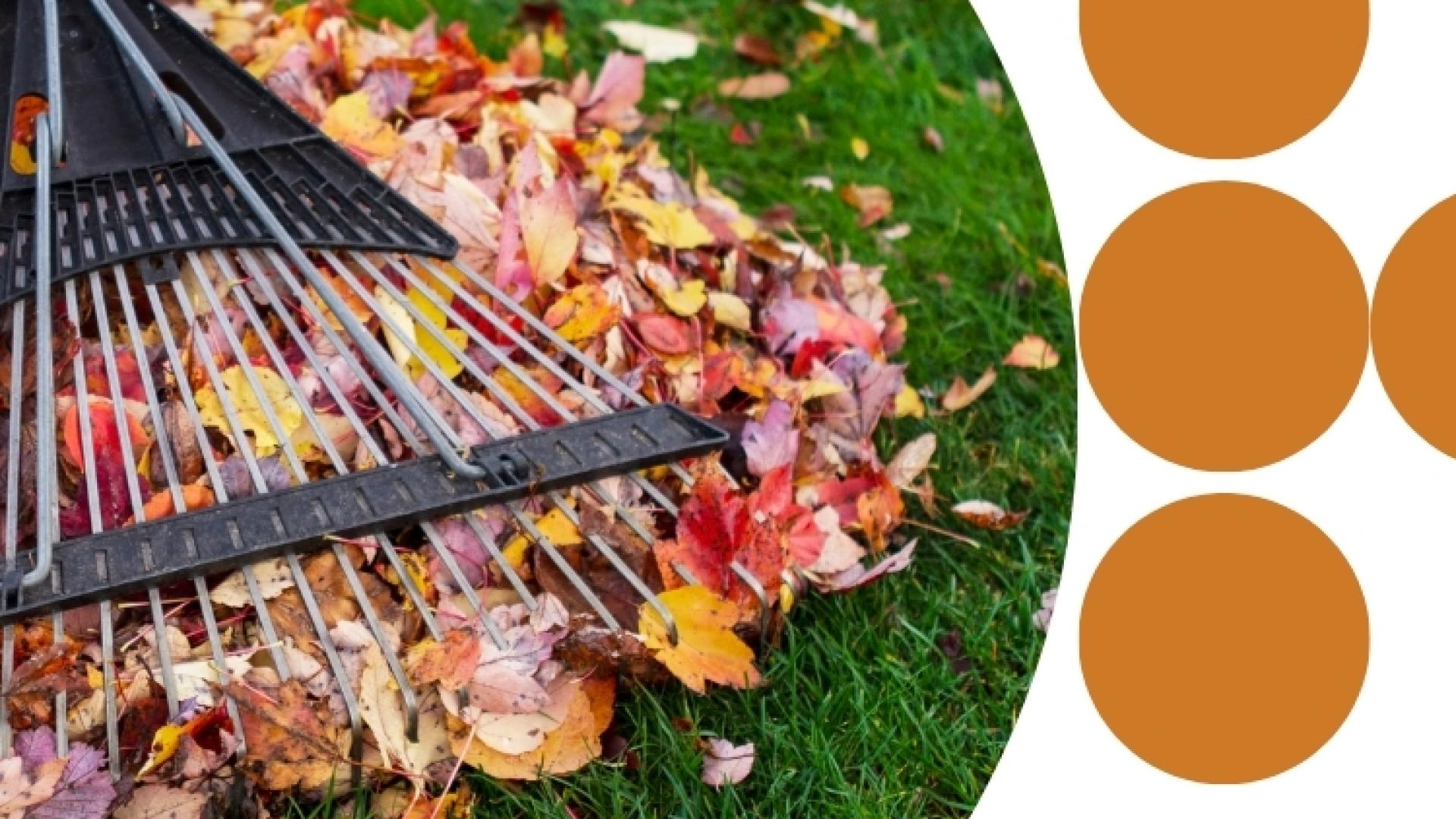 Garden rake gathering fallen autumn leaves on a grassy lawn, with orange decorative circles beside the image.