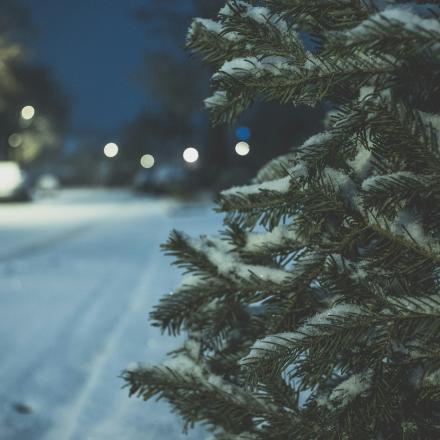 christmas tree with snow on, on the curb