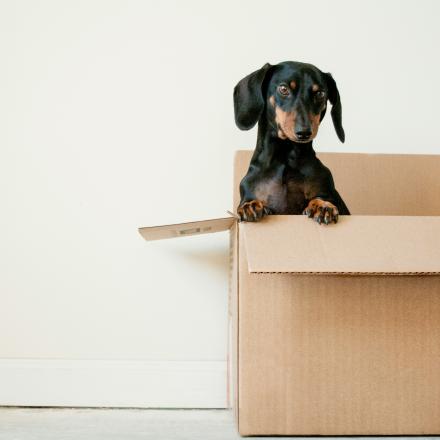Dog in a box
